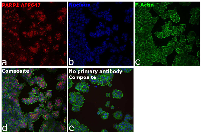 PARP1 Antibody in Immunocytochemistry (ICC/IF)