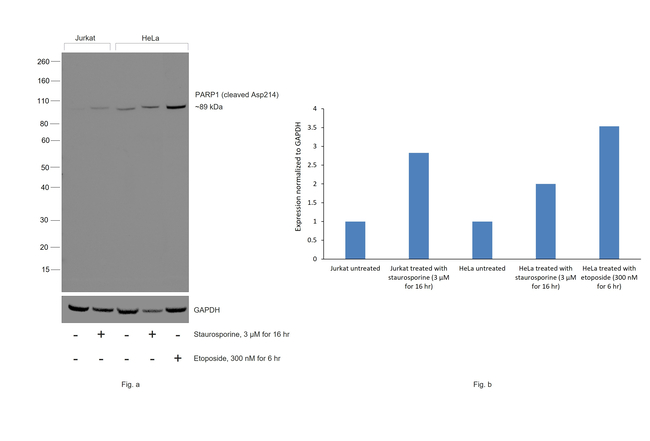 PARP1 (cleaved Asp214) Antibody in Western Blot (WB)