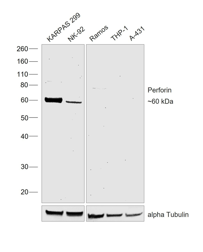 Perforin Antibody in Western Blot (WB)