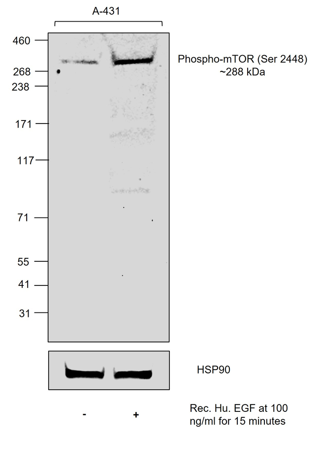 Phospho-mTOR (Ser2448) Antibody in Western Blot (WB)