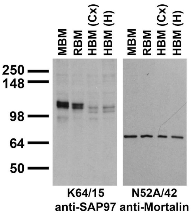 SAP97 Antibody in Western Blot (WB)