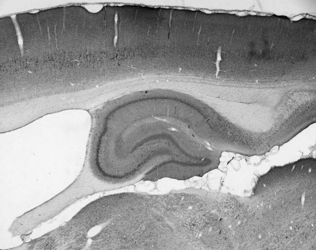 Snapin/SNAPAP Antibody in Immunohistochemistry (Frozen) (IHC (F))