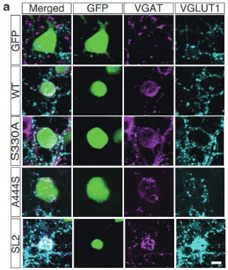 VGlut1 Antibody in Immunocytochemistry (ICC/IF)
