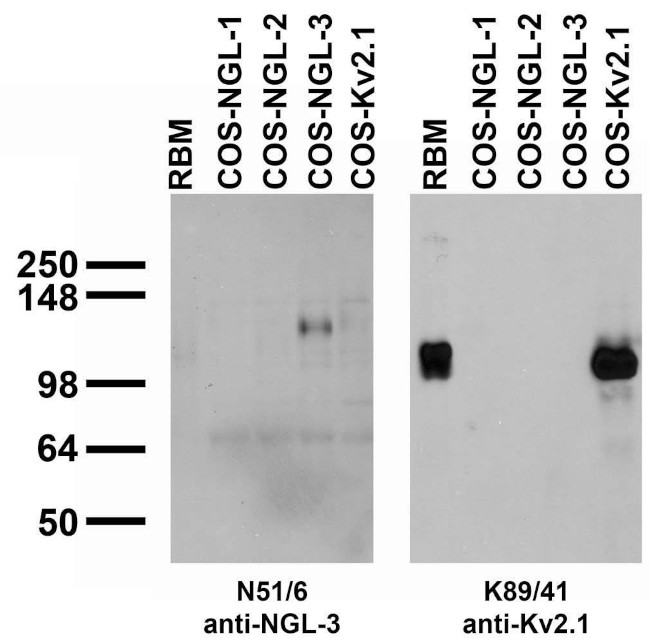 NGL-3/LRRC4B Antibody in Western Blot (WB)