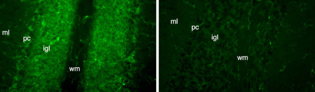 FGF14/FHF4 Antibody in Immunohistochemistry (Frozen) (IHC (F))