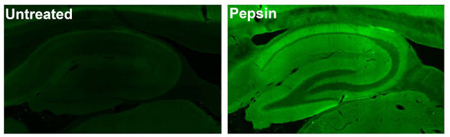 GluN2B/NR2B Glutamate Receptor Antibody in Immunohistochemistry (Frozen) (IHC (F))