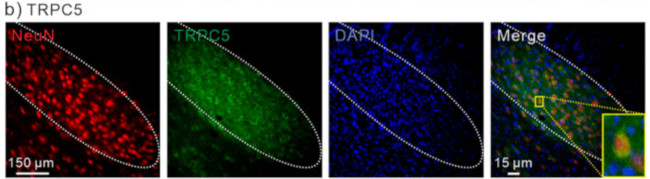 TrpC5 Antibody in Immunohistochemistry (Frozen) (IHC (F))