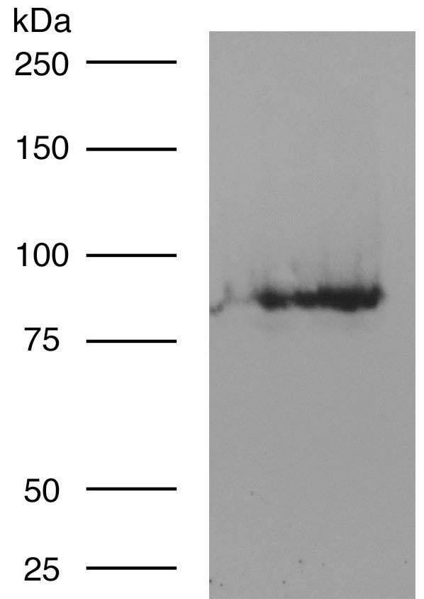 CNGA1/CNGA3 Antibody in Western Blot (WB)