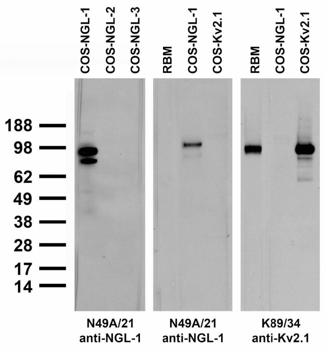 NGL-1/LRRC4C Antibody in Western Blot (WB)