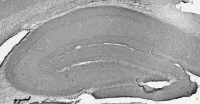 TrpC4 Antibody in Immunohistochemistry (Frozen) (IHC (F))