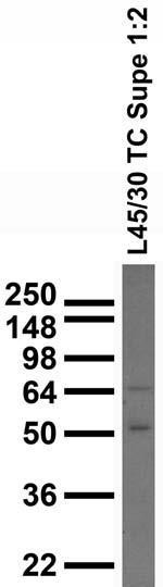 SynCAM1 Antibody in Western Blot (WB)