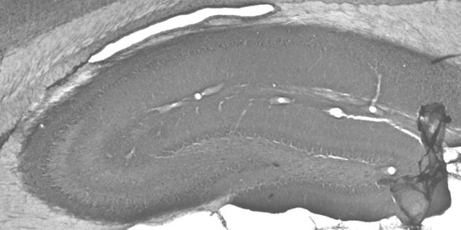 Mortalin/GRP75 Antibody in Immunohistochemistry (Frozen) (IHC (F))