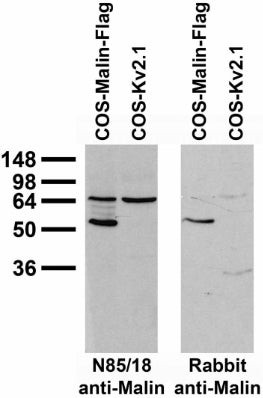 Malin Antibody in Western Blot (WB)