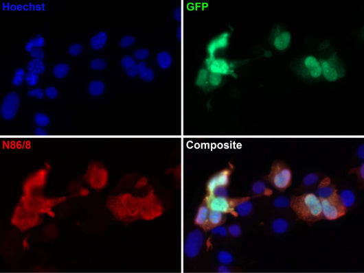 GFP Antibody in Immunocytochemistry (ICC/IF)