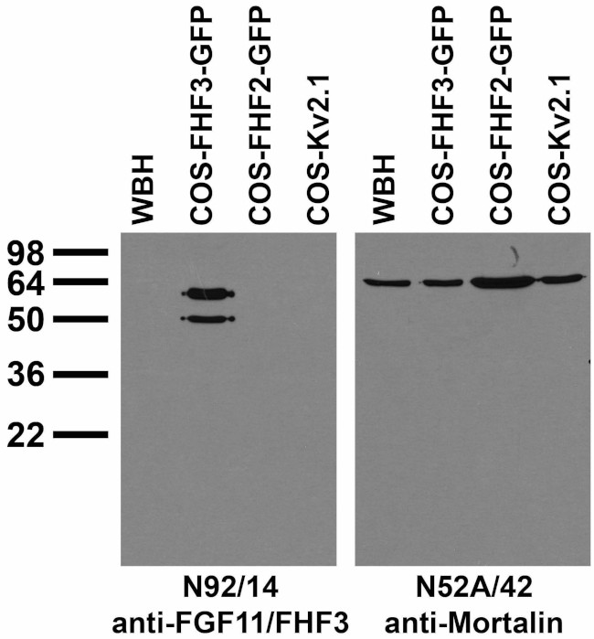 FGF11/FHF3 Antibody in Western Blot (WB)