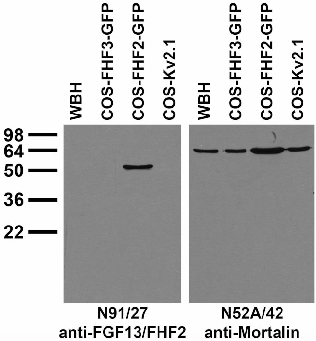 FGF13/FHF2 Antibody in Western Blot (WB)
