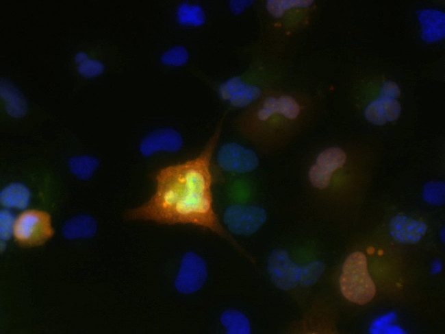 FGF12/FHF1 Antibody in Immunocytochemistry (ICC/IF)