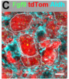 Aldh1L1 Antibody in Immunohistochemistry (Frozen) (IHC (F))