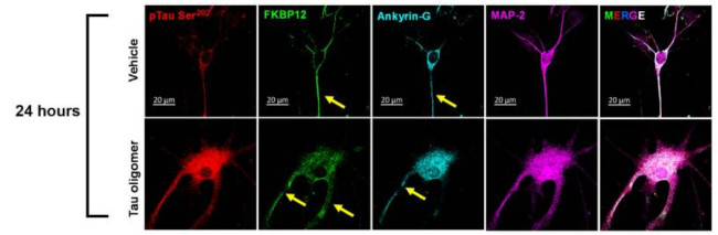 Ankyrin-G Antibody in Immunohistochemistry (Frozen) (IHC (F))