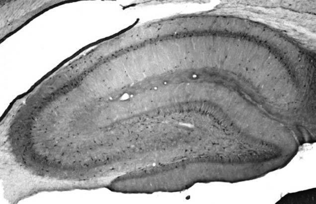 SNAT1 Antibody in Immunohistochemistry (Frozen) (IHC (F))