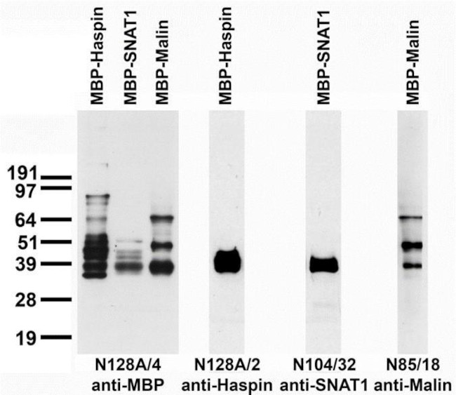 Maltose Binding Protein (MBP) Antibody in Western Blot (WB)