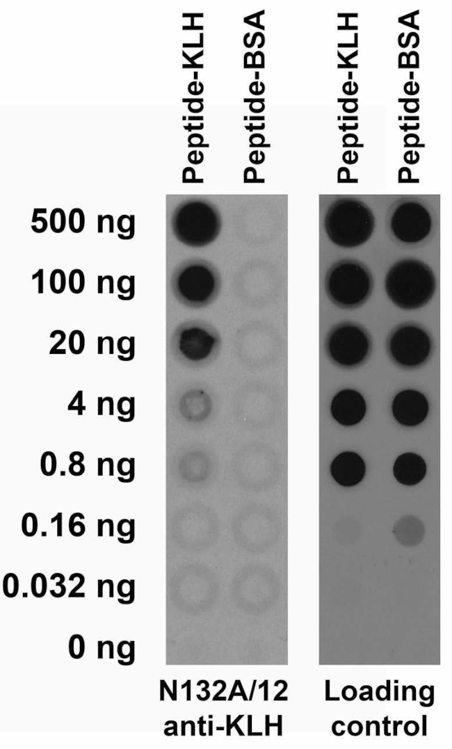 Keyhole Limpet Hemocyanin (KLH) Antibody in Western Blot (WB)