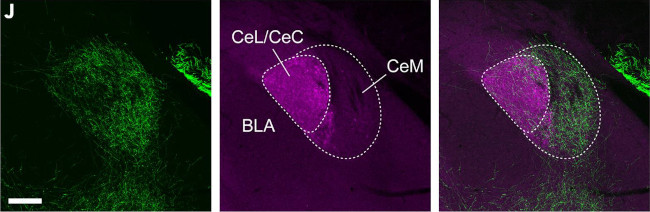 RGS14 Antibody in Immunohistochemistry (Frozen) (IHC (F))