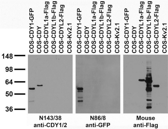 CDY1/2 Antibody in Western Blot (WB)