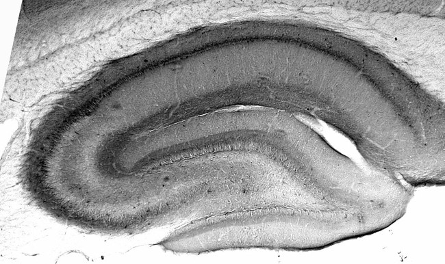 HCN3 Antibody in Immunohistochemistry (Frozen) (IHC (F))