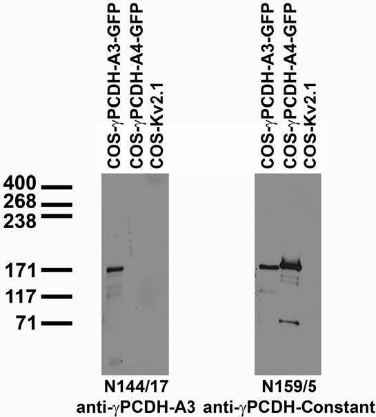Gamma-Protocadherin-A3 Antibody in Western Blot (WB)