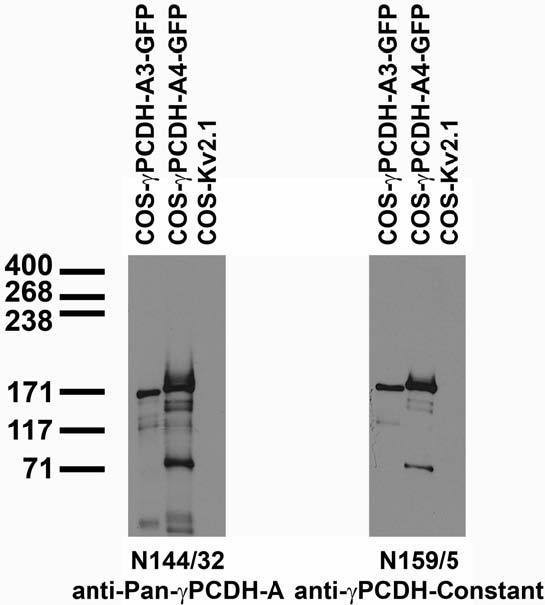 Pan-Gamma-Protocadherin-A Antibody in Western Blot (WB)