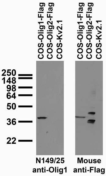Olig1 Antibody in Western Blot (WB)