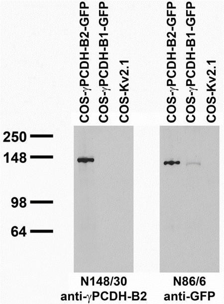 Gamma-Protocadherin-B2 Antibody in Western Blot (WB)