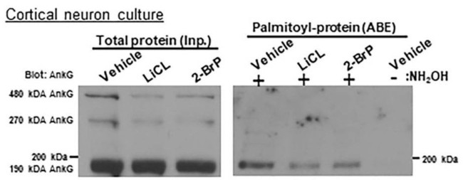 Ankyrin-G Antibody in Western Blot (WB)