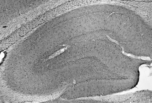 QKI-6 Antibody in Immunohistochemistry (Frozen) (IHC (F))