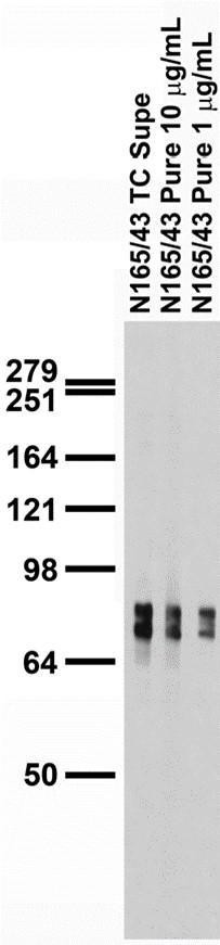 Pan-PTPR (Receptor-Type Tyrosine-Protein Phosphatase) Antibody in Western Blot (WB)
