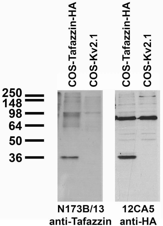 Tafazzin Antibody in Western Blot (WB)