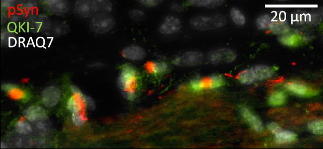 QKI-7 Antibody in Immunohistochemistry (Frozen) (IHC (F))