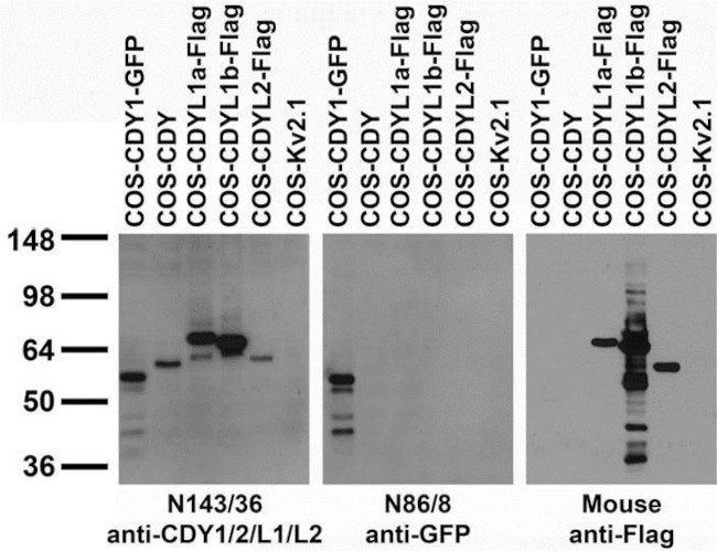 CDY1/2/L1/L2 Antibody in Western Blot (WB)