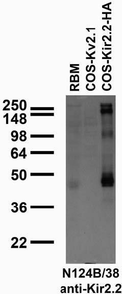 Kir2.2 K+ Channel Antibody in Western Blot (WB)