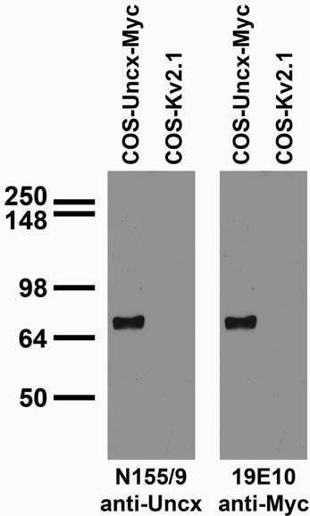 Uncx Antibody in Western Blot (WB)