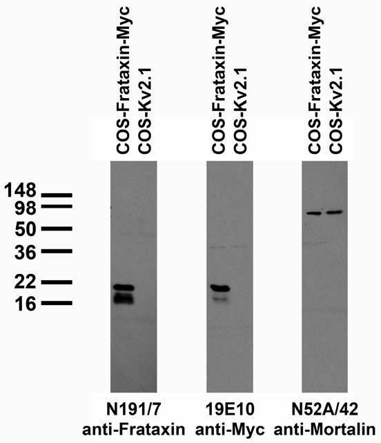 Frataxin Antibody in Western Blot (WB)