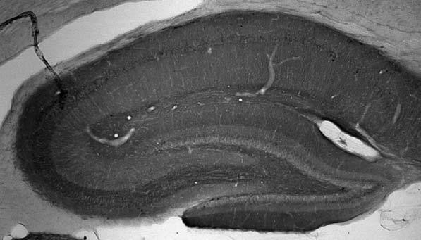 Pannexin-2 Antibody in Immunohistochemistry (Frozen) (IHC (F))