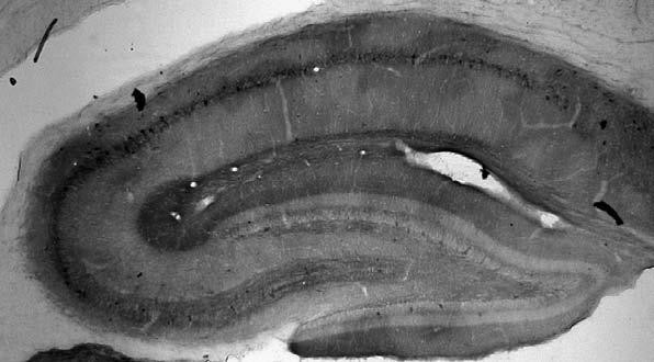 Pannexin-2 Antibody in Immunohistochemistry (Frozen) (IHC (F))