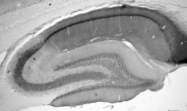 Doc2B Antibody in Immunohistochemistry (Frozen) (IHC (F))