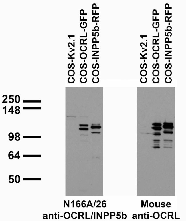 OCRL/INPP5b Antibody in Western Blot (WB)