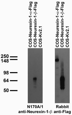 Neurexin-1-Beta Antibody in Western Blot (WB)