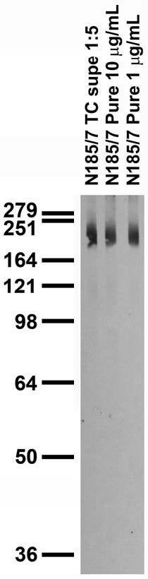 NALCN Antibody in Western Blot (WB)
