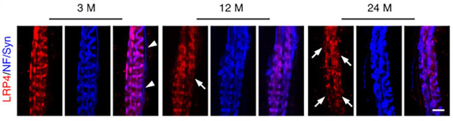 LRP4 (Extracellular) Antibody in Immunohistochemistry (Frozen) (IHC (F))