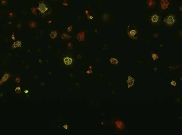 Neuregulin-HBD (Heparin Binding Domain/Type I/II) Antibody in Immunocytochemistry (ICC/IF)